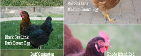 An Introduction to Chicken Breeds and Their Eggs