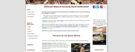 Morel Mushrooms Grown at Home