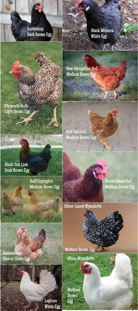 Chicken breeds and eggs